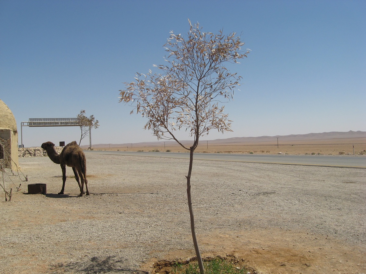 Beyrouth-Myriam-Catusse-avril-2009