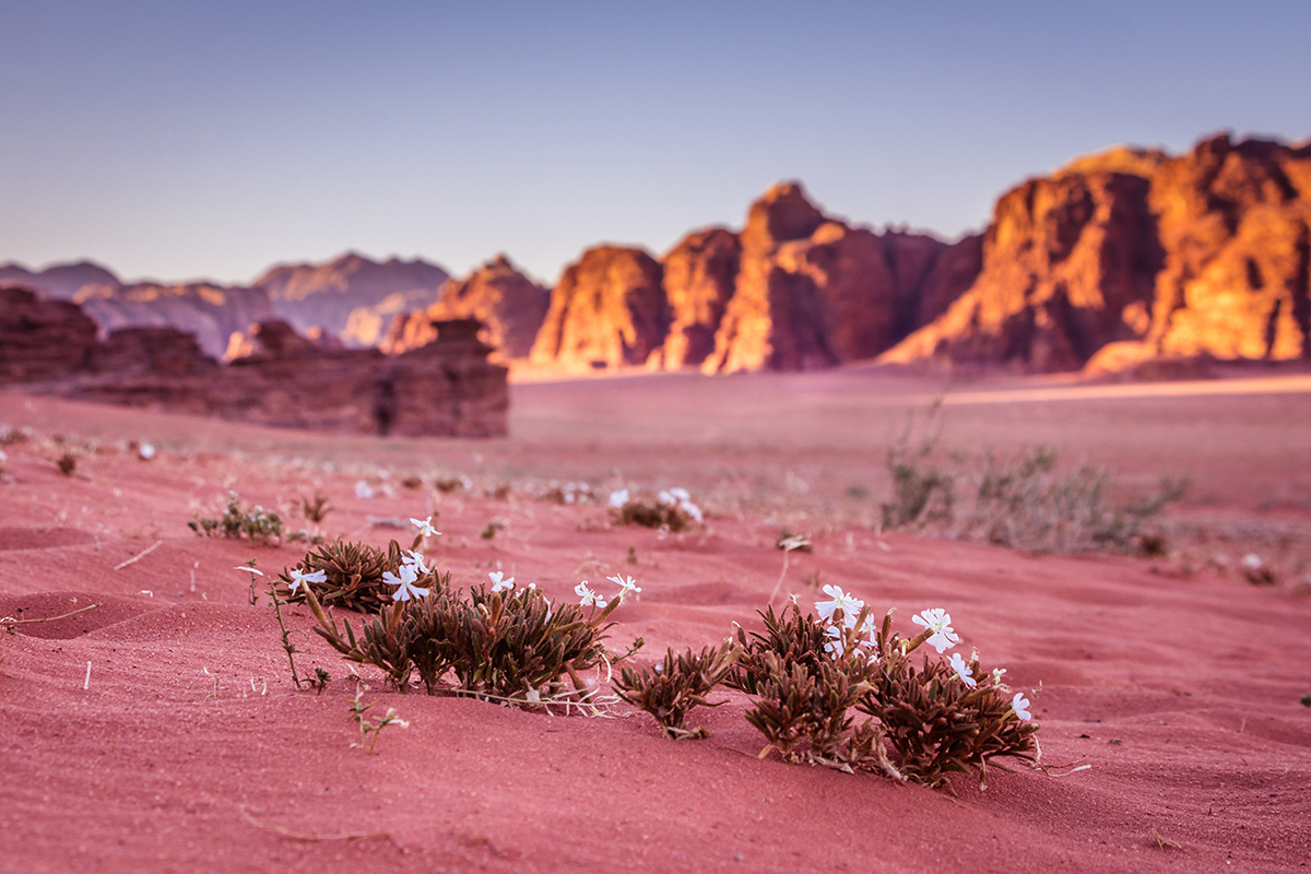 Spring Wadi Rum desert - Valley of the Moon in Jordan. UNESCO Wo @ Adobe Stock